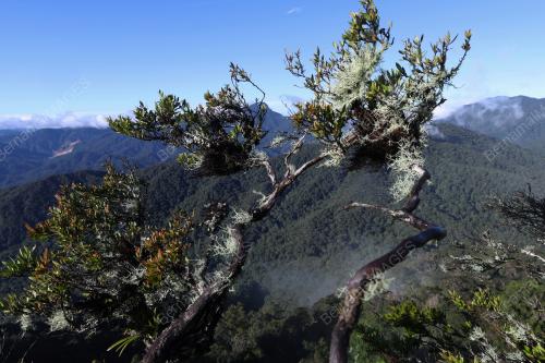 GUNUNG TOK NENEK