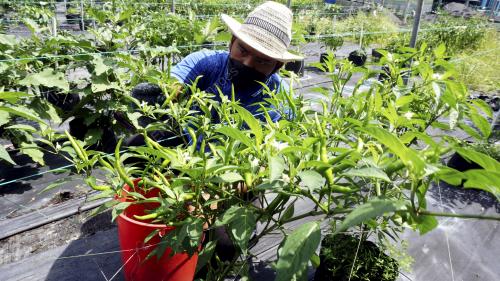 PEKEBUN PULIH DALAM FASA DUA PPN