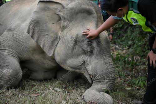GAJAH MATI