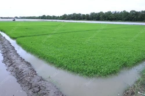 PESAWAH PADI