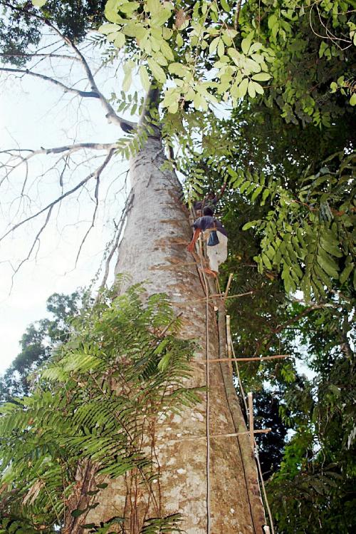 POKOK TUALANG SARANG MADU