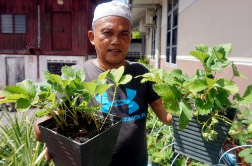 ANAK POKOK STRAWBERI