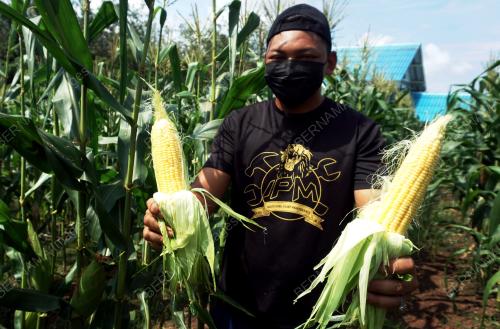 TANAMAN JAGUNG JANA EKONOMI