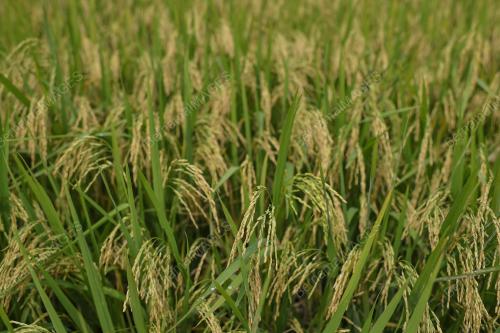 PESAWAH PADI