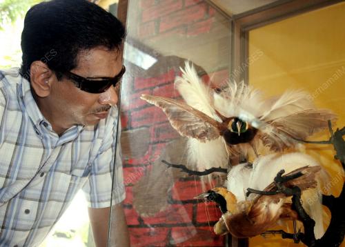 BURUNG CENDERAWASIH