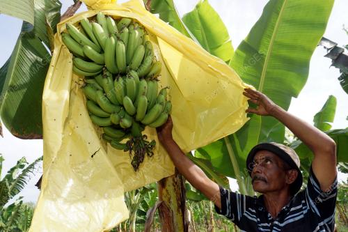 KD01_20032018_PISANG