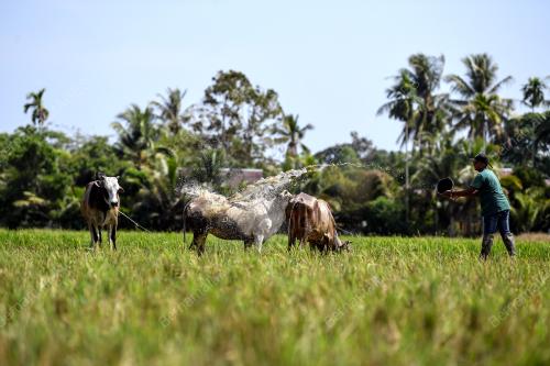 TINJAUAN CUACA PANAS