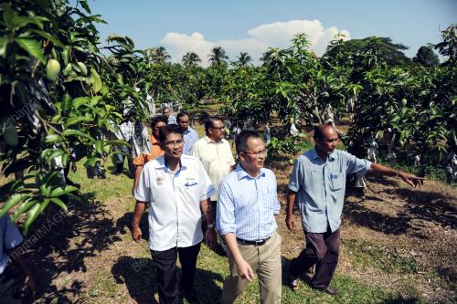 KD01_20052015_MANGGA