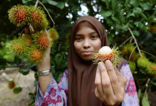 KD01_20072017_RAMBUTAN