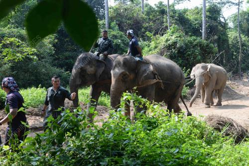 KD01_20082019_GAJAH_BN201908198536