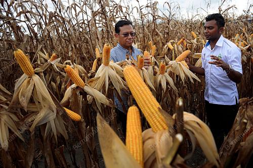 KD01_20112016_JAGUNG