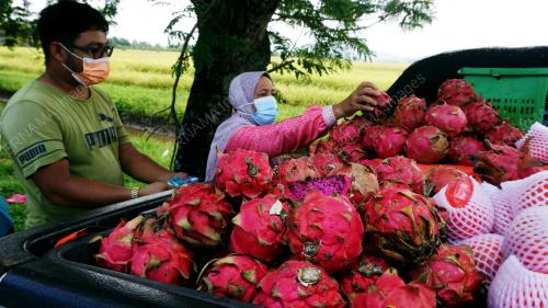 BUAH NAGA PILIHAN DI MUSIM PANDEMIK