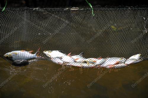 IKAN SUNGAI