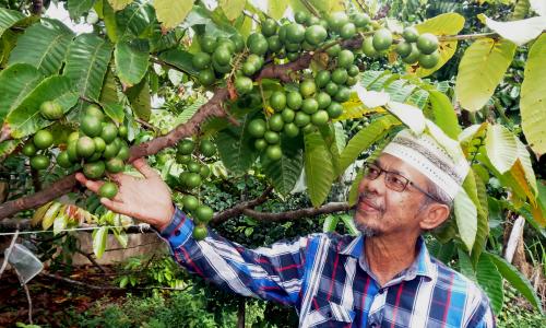 POKOK BUAH MATOA UNIK