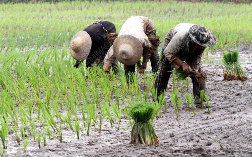 KD01_24062015_PETANI