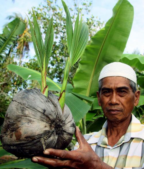 KD01_25012013_KELAPA_TUNAS