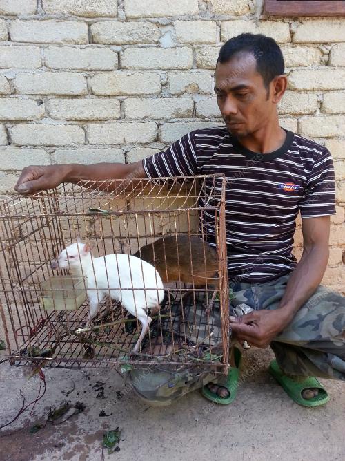 KD01_25022015_PELANDUK_PUTIH