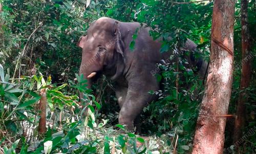 KD01_25092016_GAJAH