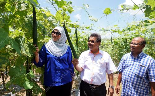 KD01_25092017_PETANI