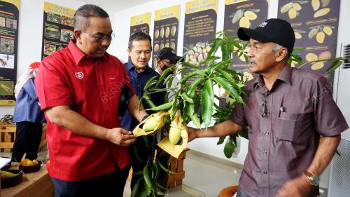 HARUMANIS KEDAH