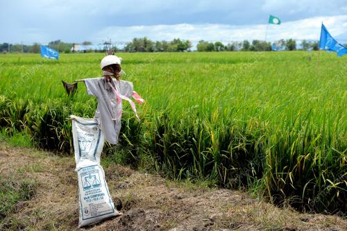KD01_28022013_SAWAH_PADI