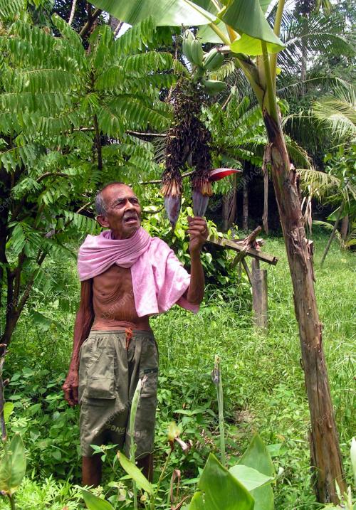 PISANG DUA JANTUNG