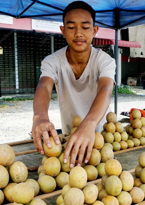 RAHSIA BUAH CIKU