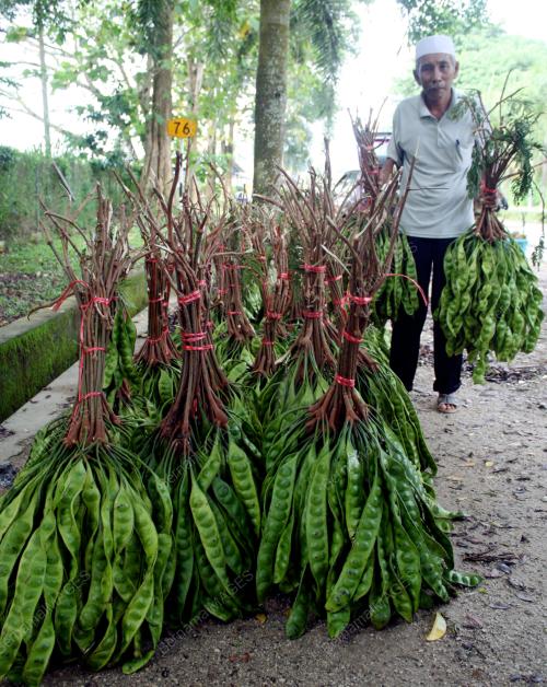 KD02_02082012_BUAH_PETAI