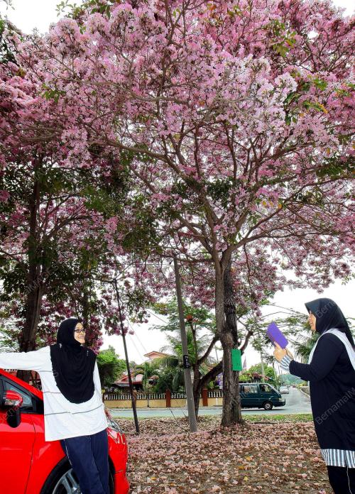 KD02_03042014_SAKURA_M_SIA
