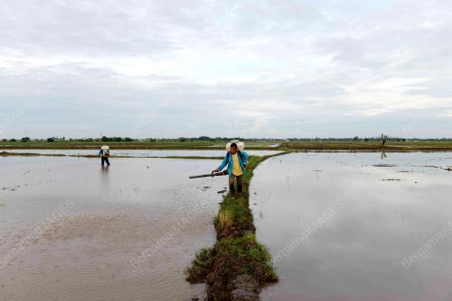 PETANI