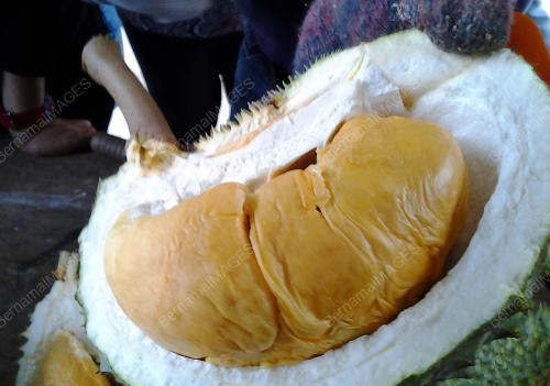 KD02_03082017_DURIAN_DURI_HITAM
