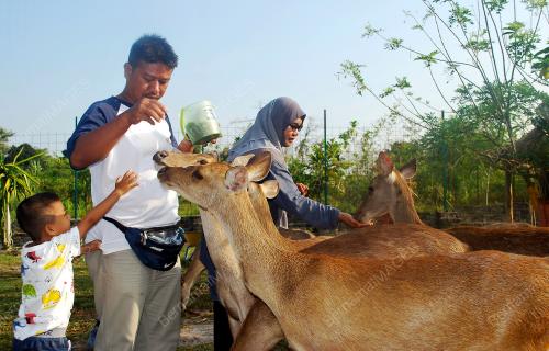 KD02_04032019_LADANG_RUSA