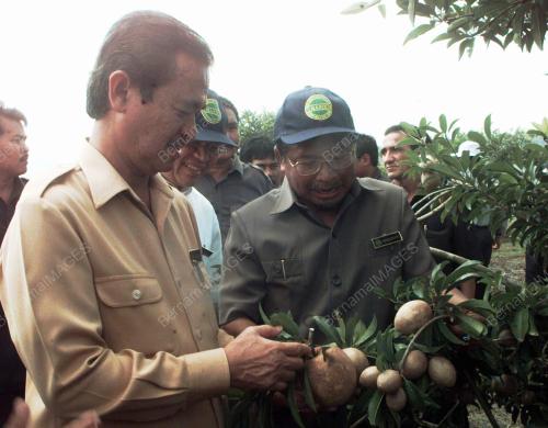 KD02_05022016_BUAH_CIKU