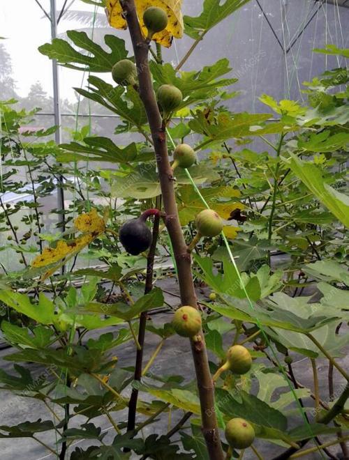 KD02_05062017_BUAH_TIN