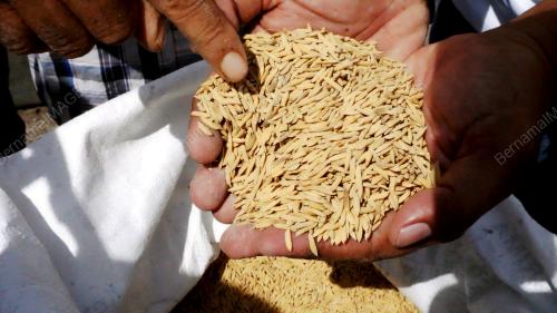 SUBSIDI BENIH PADI PETANI