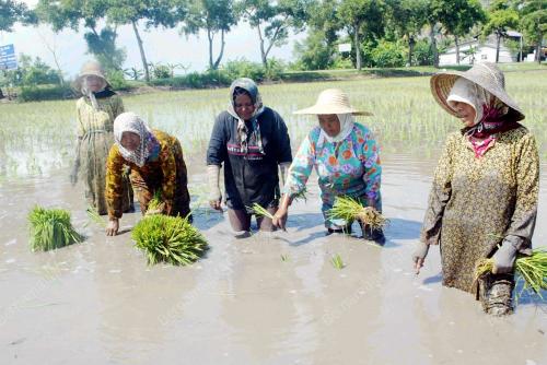 PESAWAH