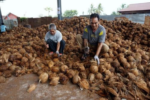KD02_06012017_KELAPA
