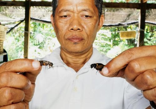 JUAL CENGKERIK JANA PENDAPATAN