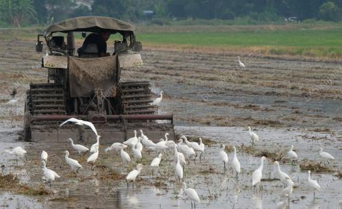 KD02_07102019_PESAWAH_BN201910063465