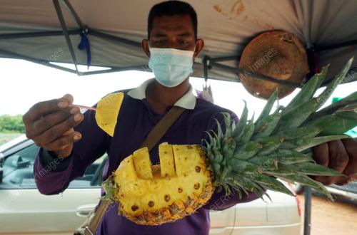 PEKEBUN NENAS BANGKIT FASA ENDEMIK