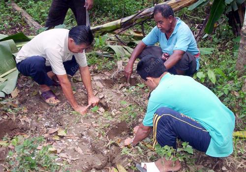 TAPAK KAKI GAJAH