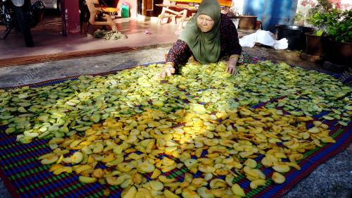 JEMUR ASAM GELUGOR DALAM CUACA PANAS