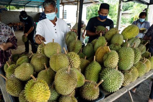 JUAL DURIAN TAMPUNG KEHIDUPAN SEMASA PPN