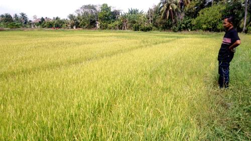 CUACA PANAS