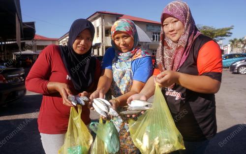 IKAN TEMENUNG PERCUMA