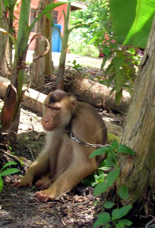 BERUK