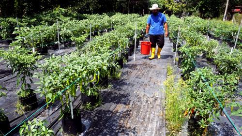 PEKEBUN PULIH DALAM FASA DUA PPN