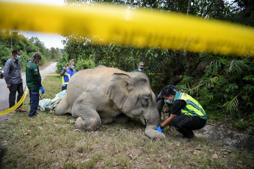 GAJAH MATI