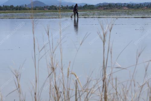 PESAWAH PADI
