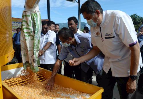KD02_15112017_JAGUNG_BN201711141371